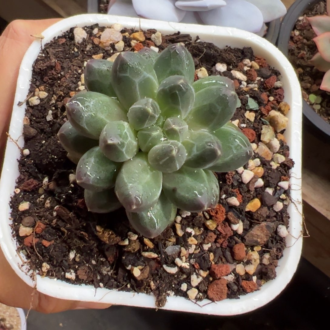 伊卡鲁斯 夏鸣园艺