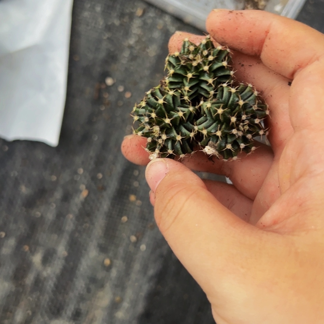 当前无花栽培后可以开花477