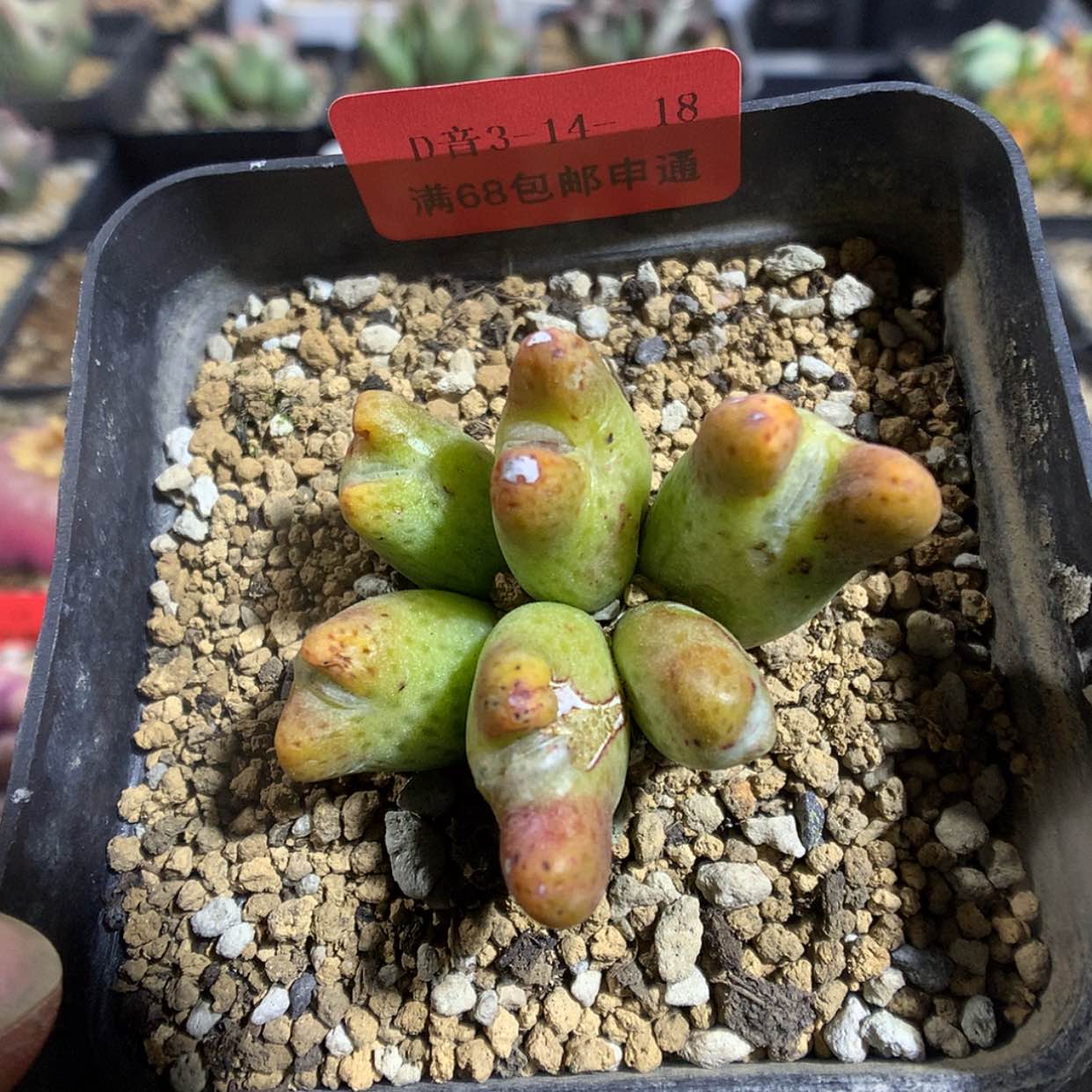 【闪购商品】3-14-18 955D斑马一群 60