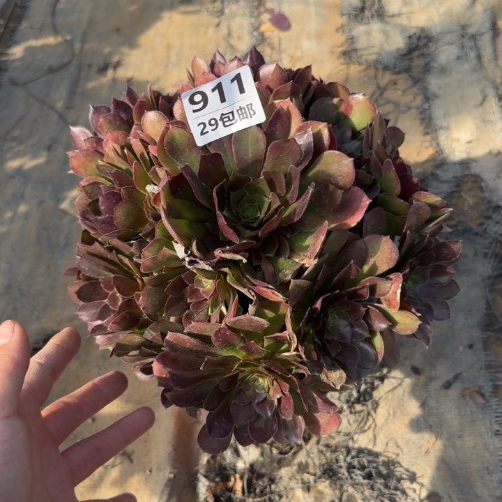 荷兰玫瑰～多肉植物……