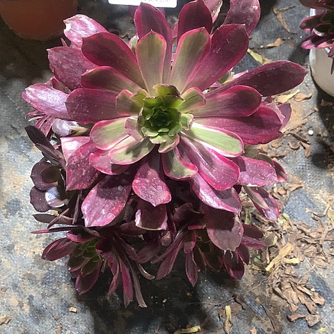 488赤霞飞多肉法师锦