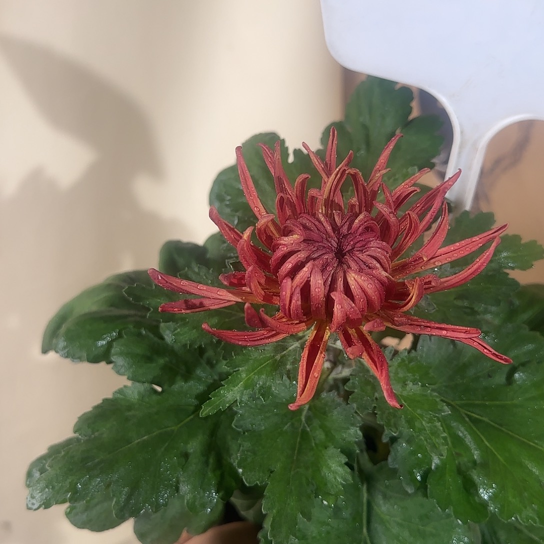 全部花朵X77777777