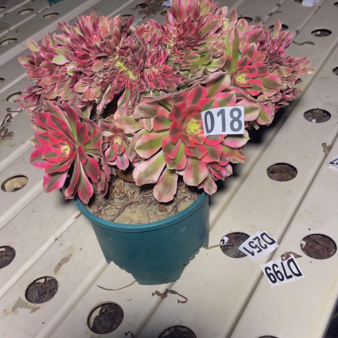 女巫法师7////11包邮