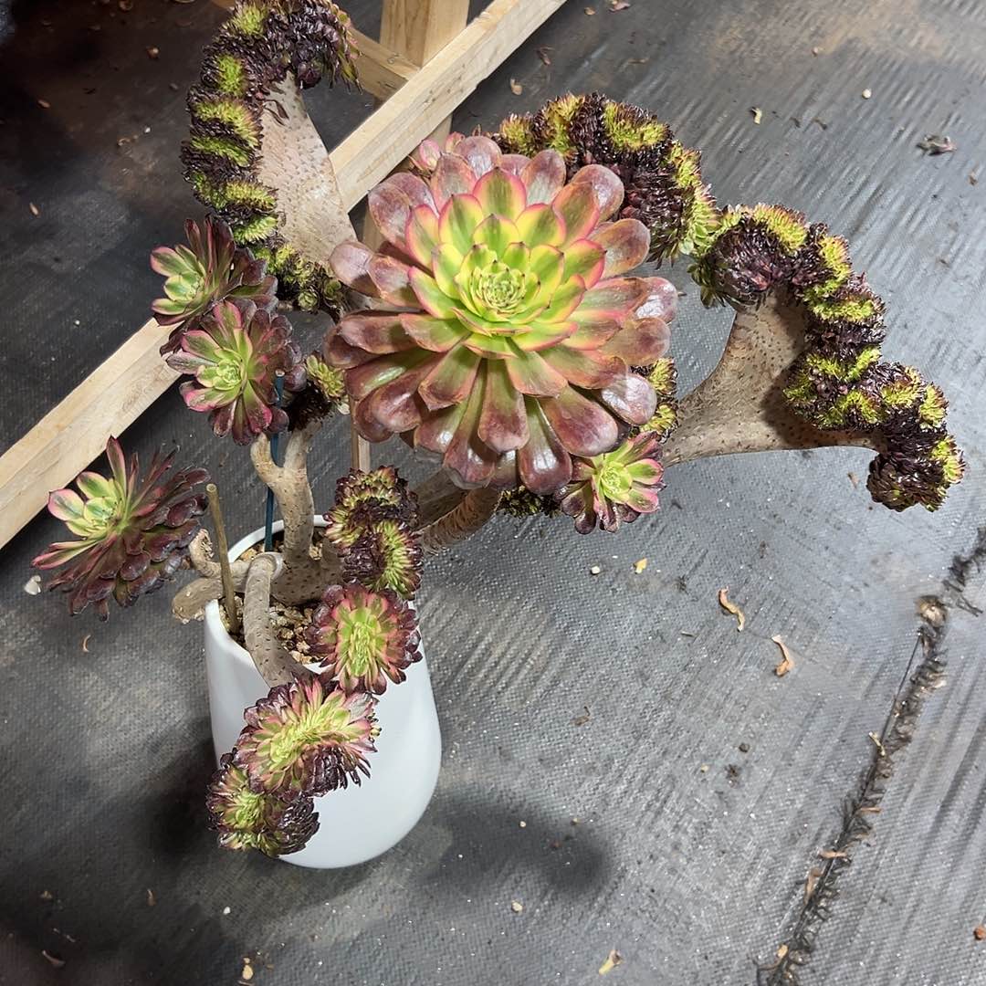 红颜缀化老桩瑕疵