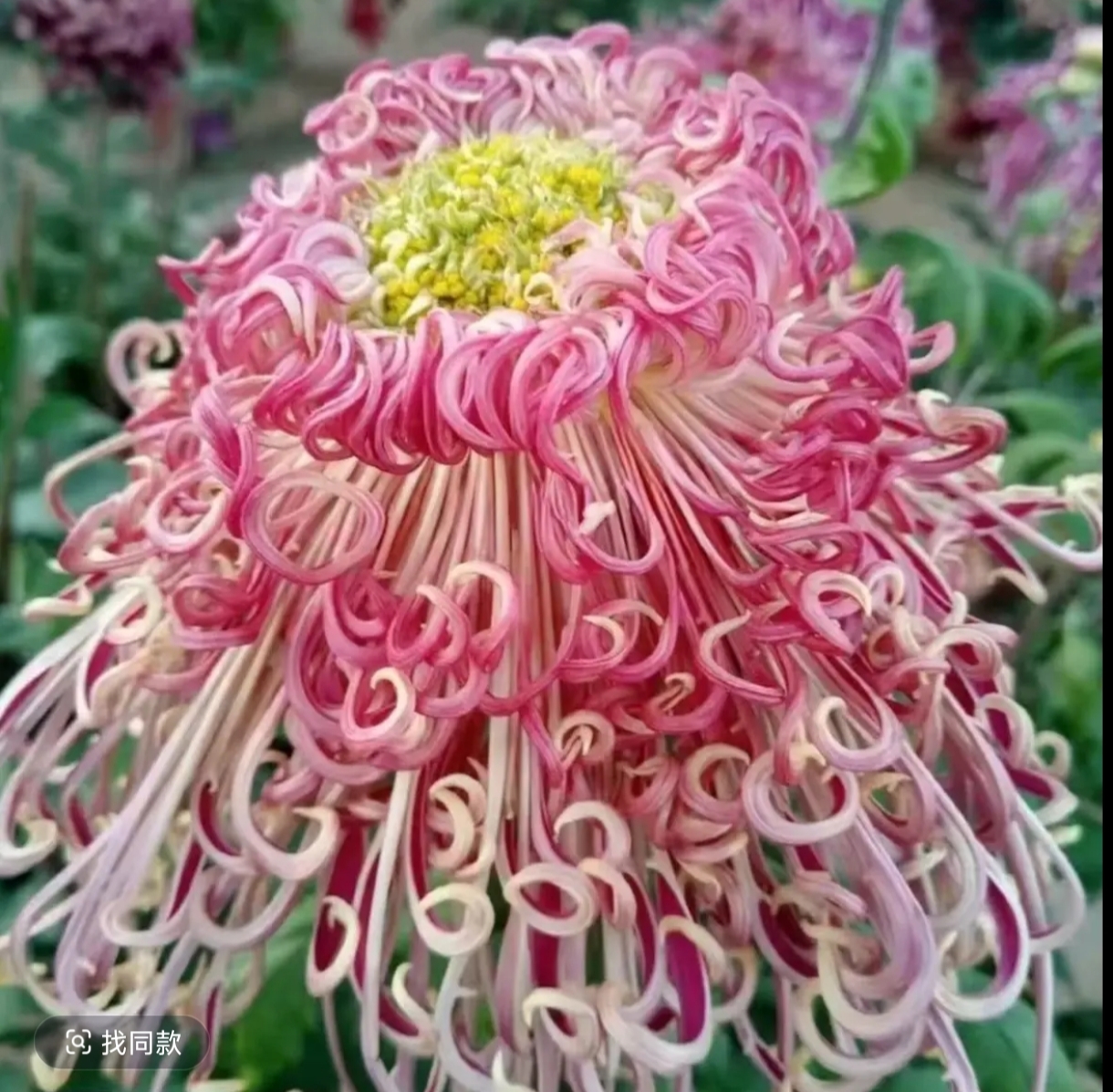 九月菊【漓江春色】大花富贵菊 盆栽庭院好养活