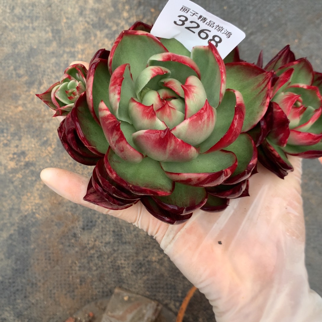 3258一物一拍13厘米