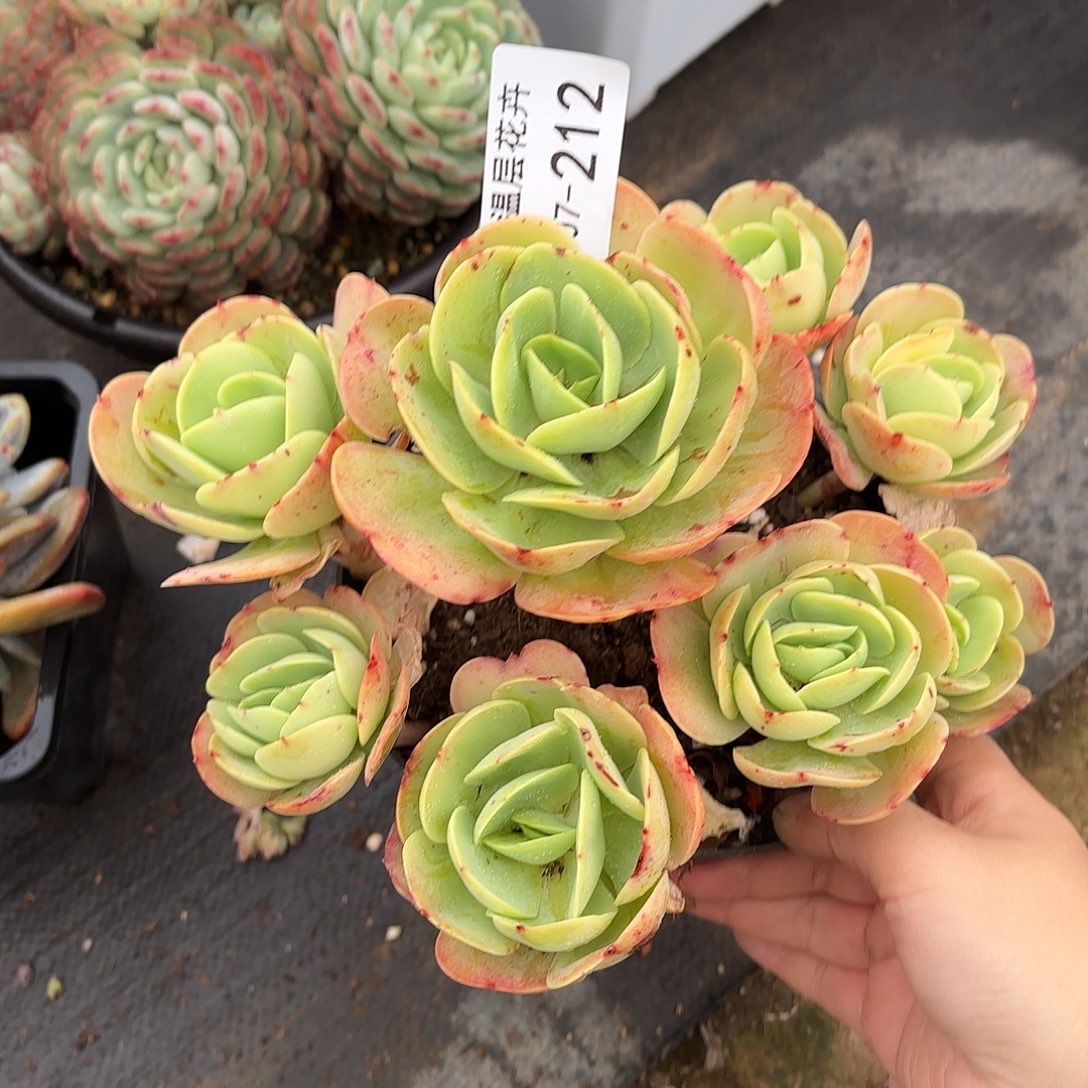 同温层多肉碧桃212