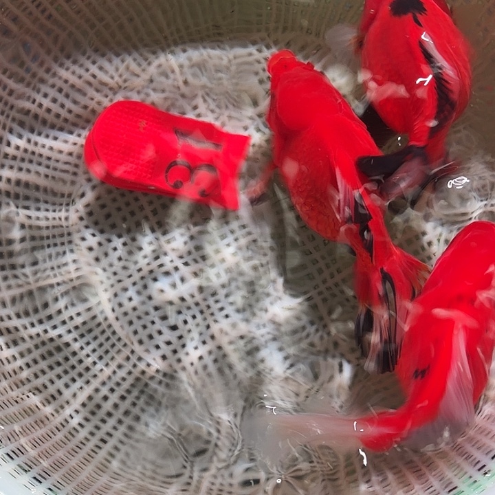 金鱼31号尺寸10-12区间