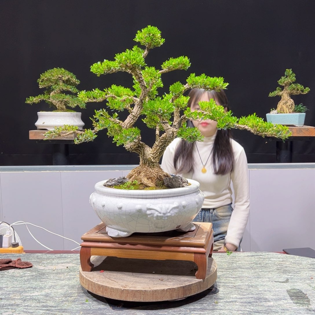 四季常青老桩黄杨盆景