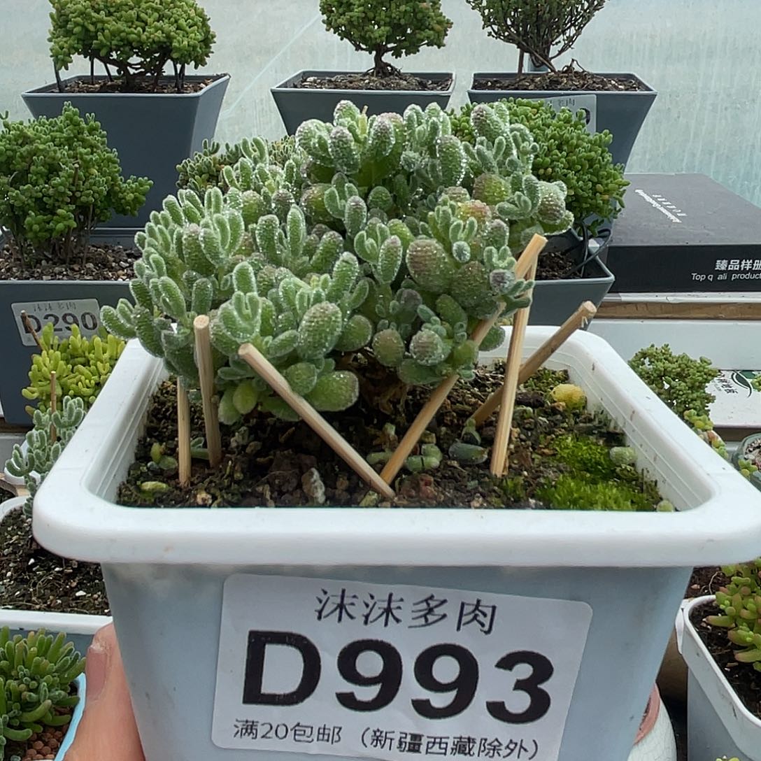 993冰晶枝干番杏