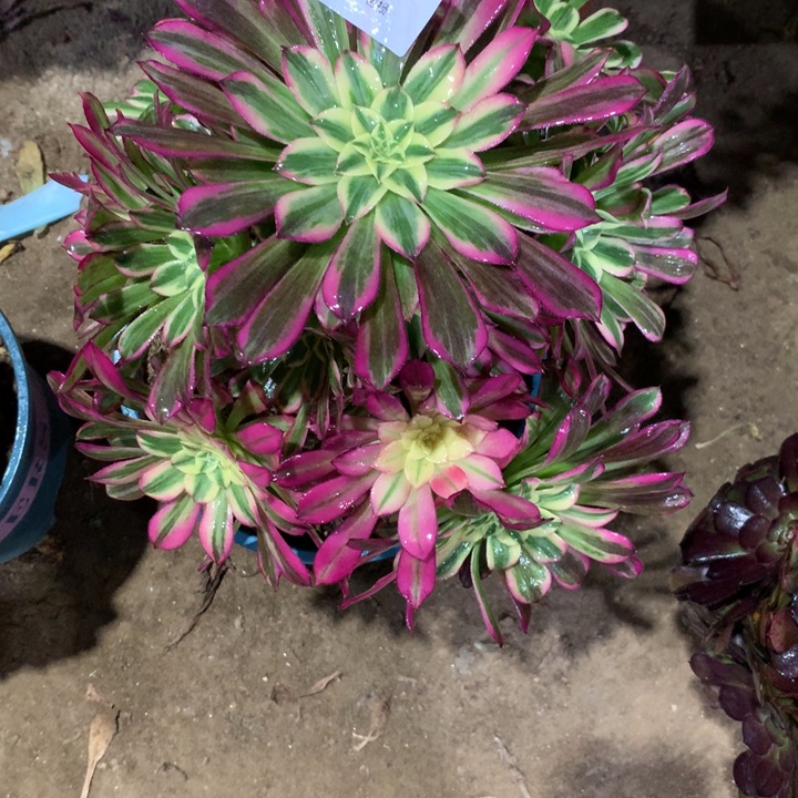 536天和多肉植物特价