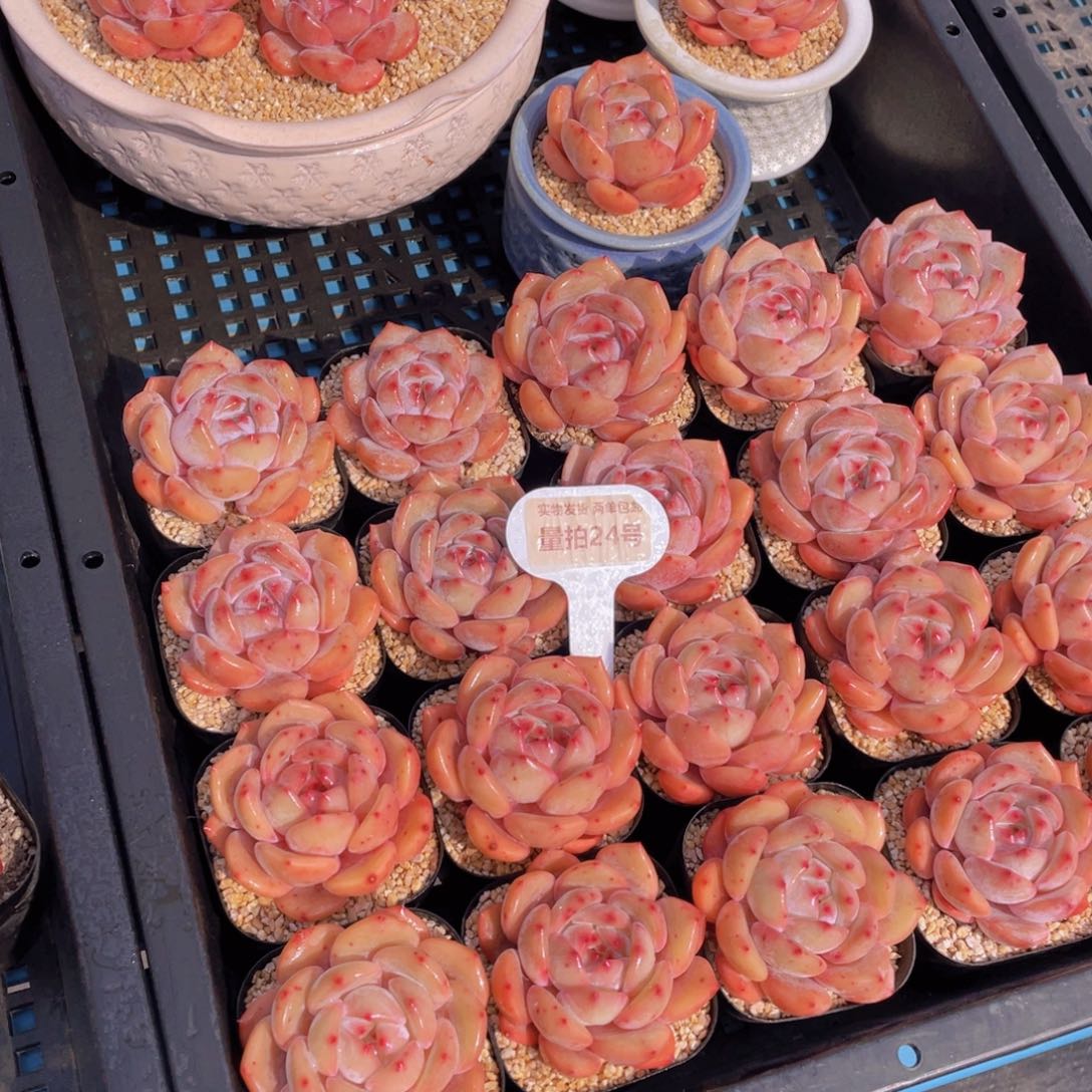 量拍24号果冻包包韩橙单头一个