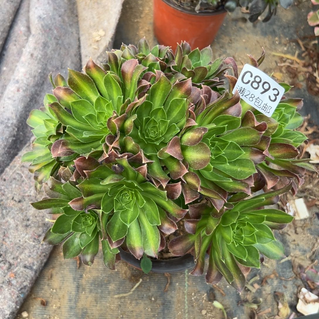 893多肉  韶华中班