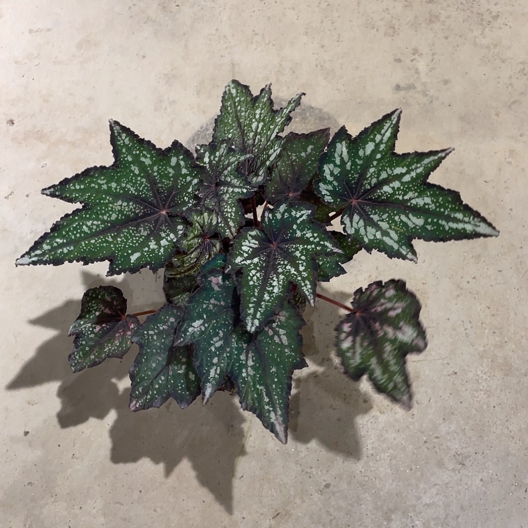 无花朵绿罗伯特高登