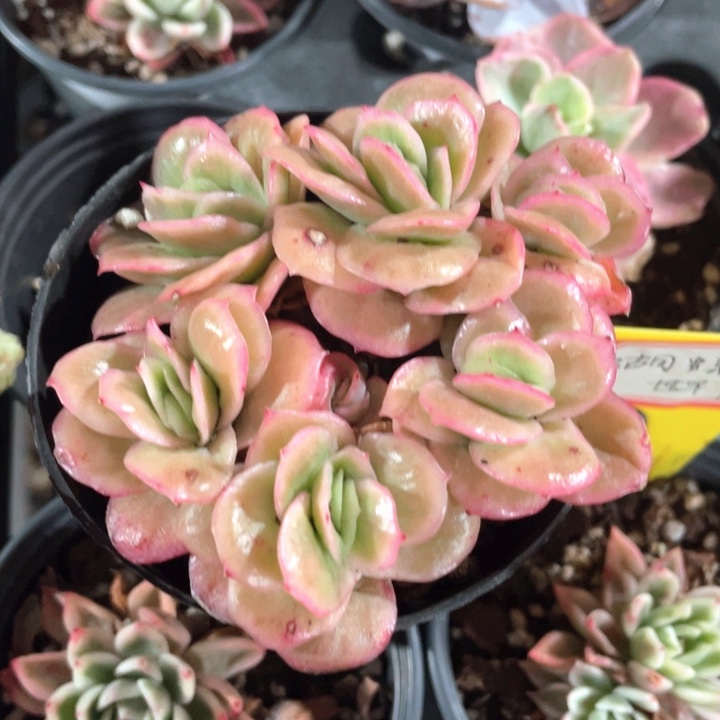 冰玫瑰锦9.9一盆888888