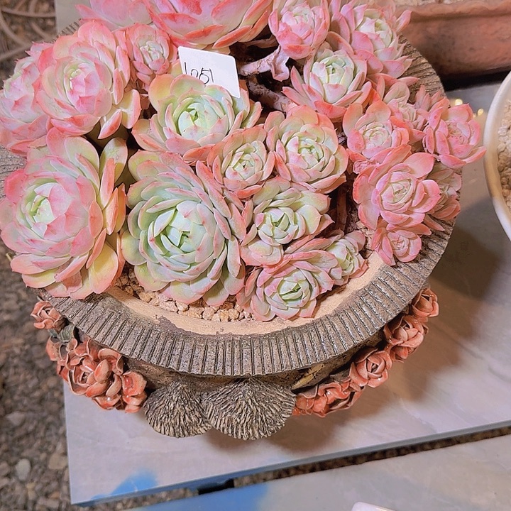 小***～1051沙漠骆驼多肉植物