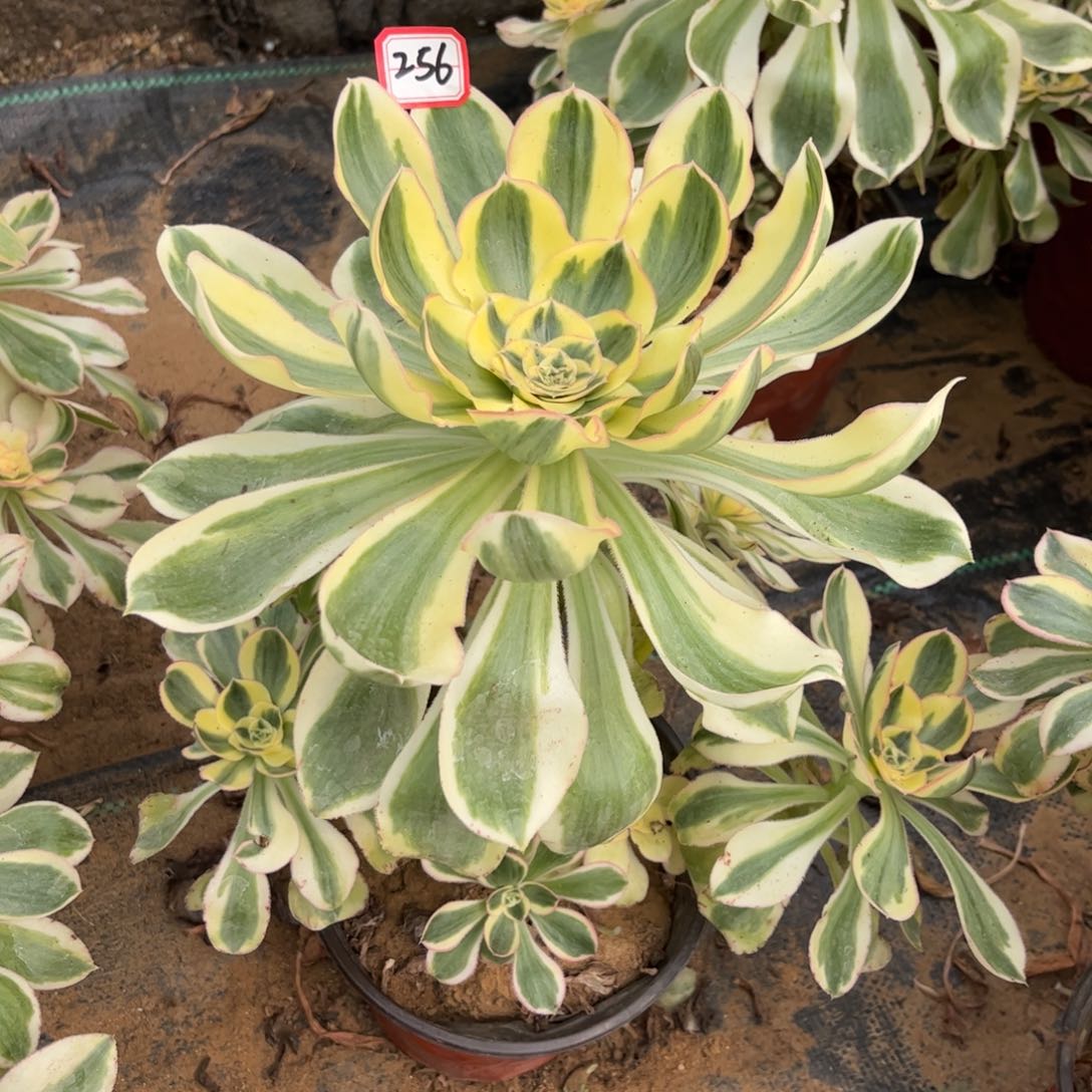 256多肉植物艳姿锦