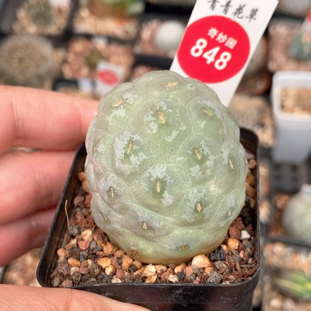 自根无刺习志野4.1cm