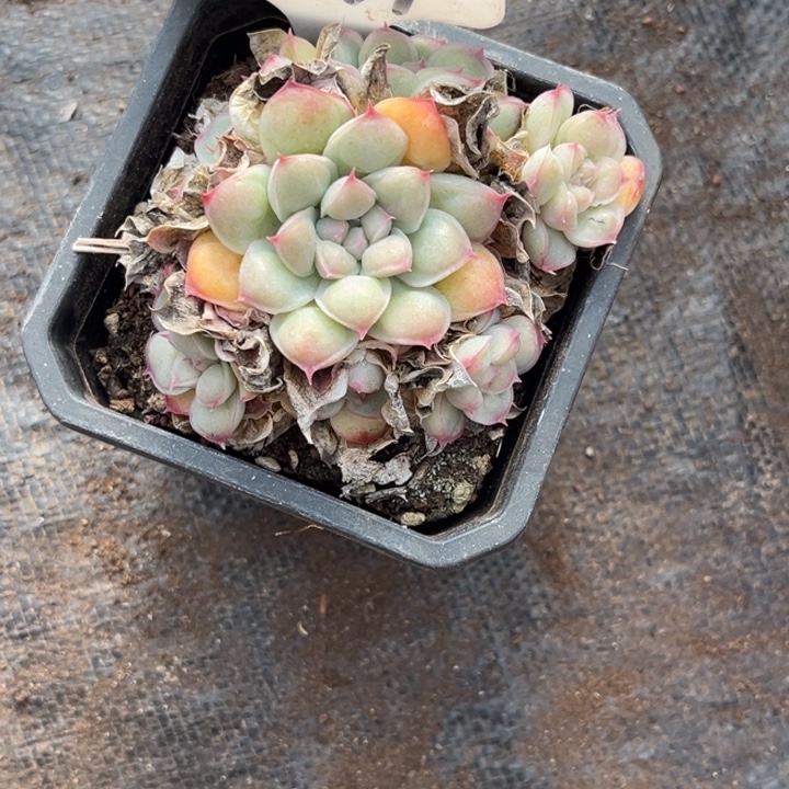 欣***欣1637多肉578888778888