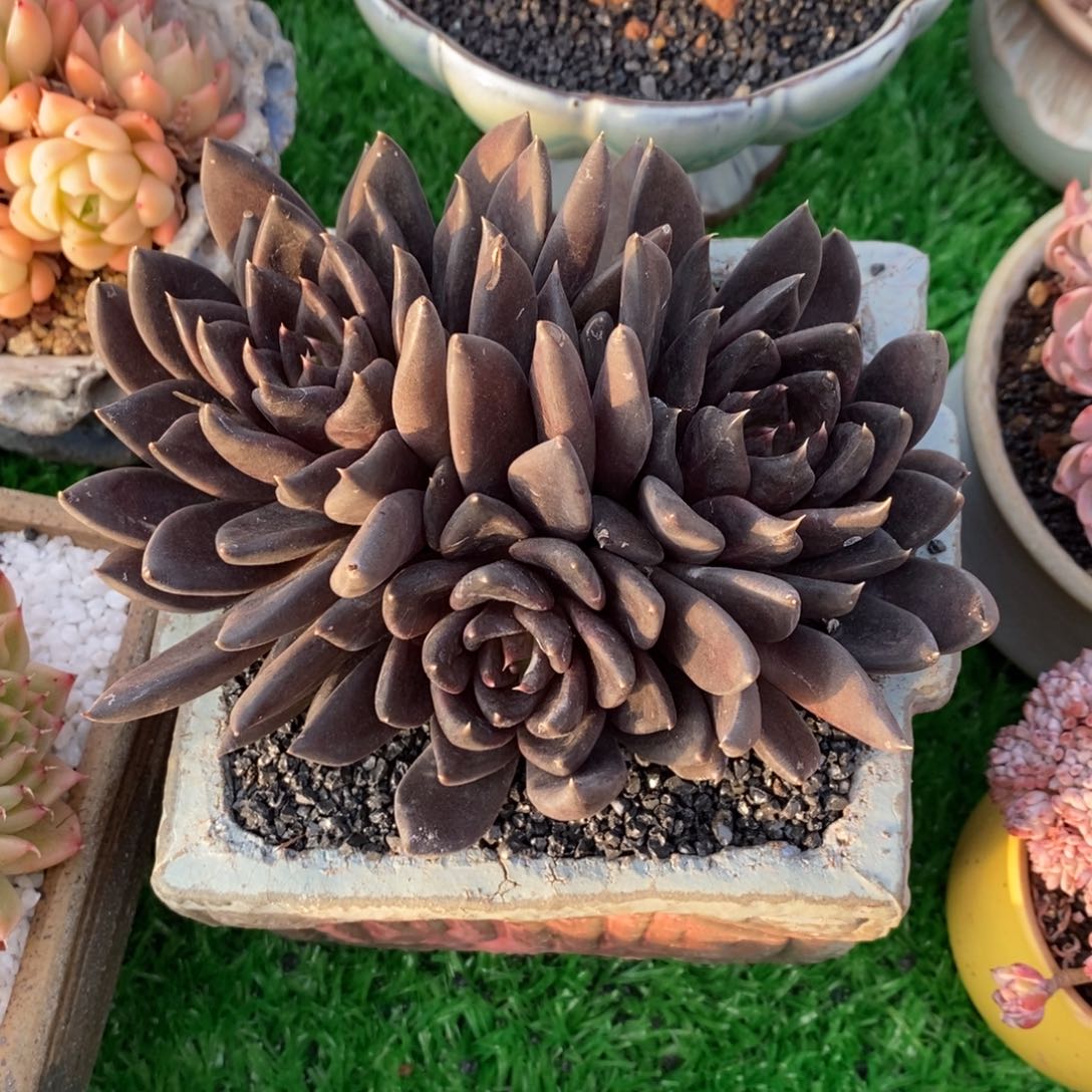 平***糖平凡的糖糖黑骑士带盆多肉