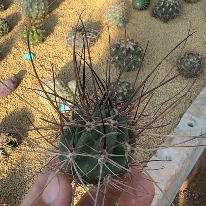 狂风无根666666666