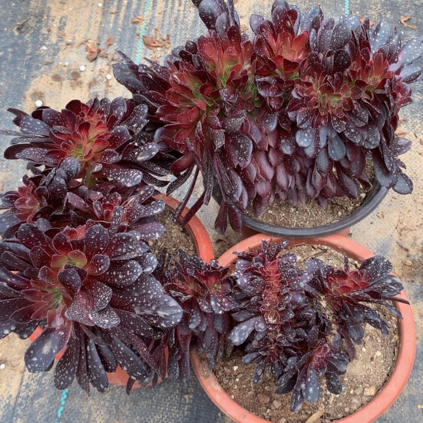 【闪购商品】三颗77