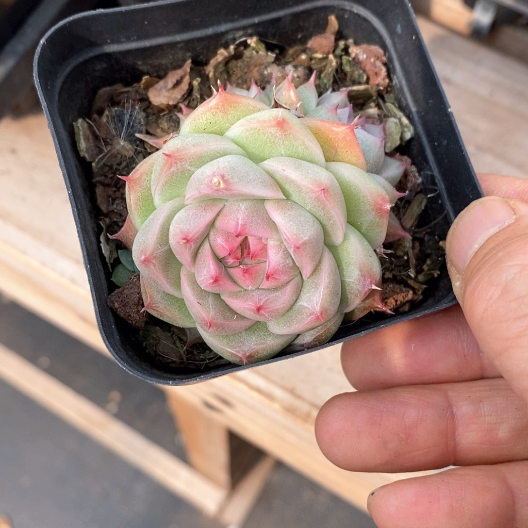 精品多肉一物一拍不包整2