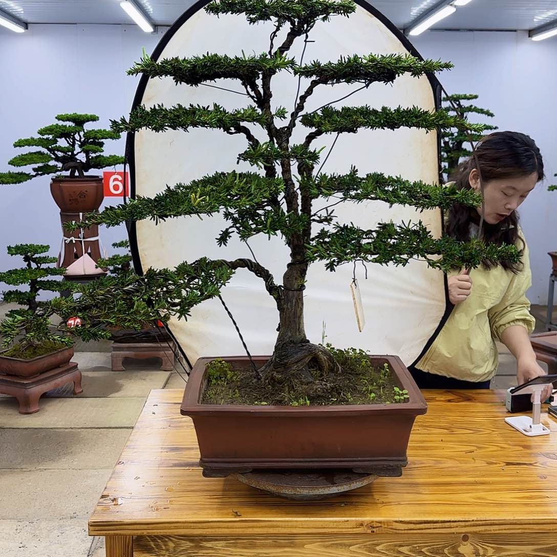 无花朵盆景直播间一物一拍