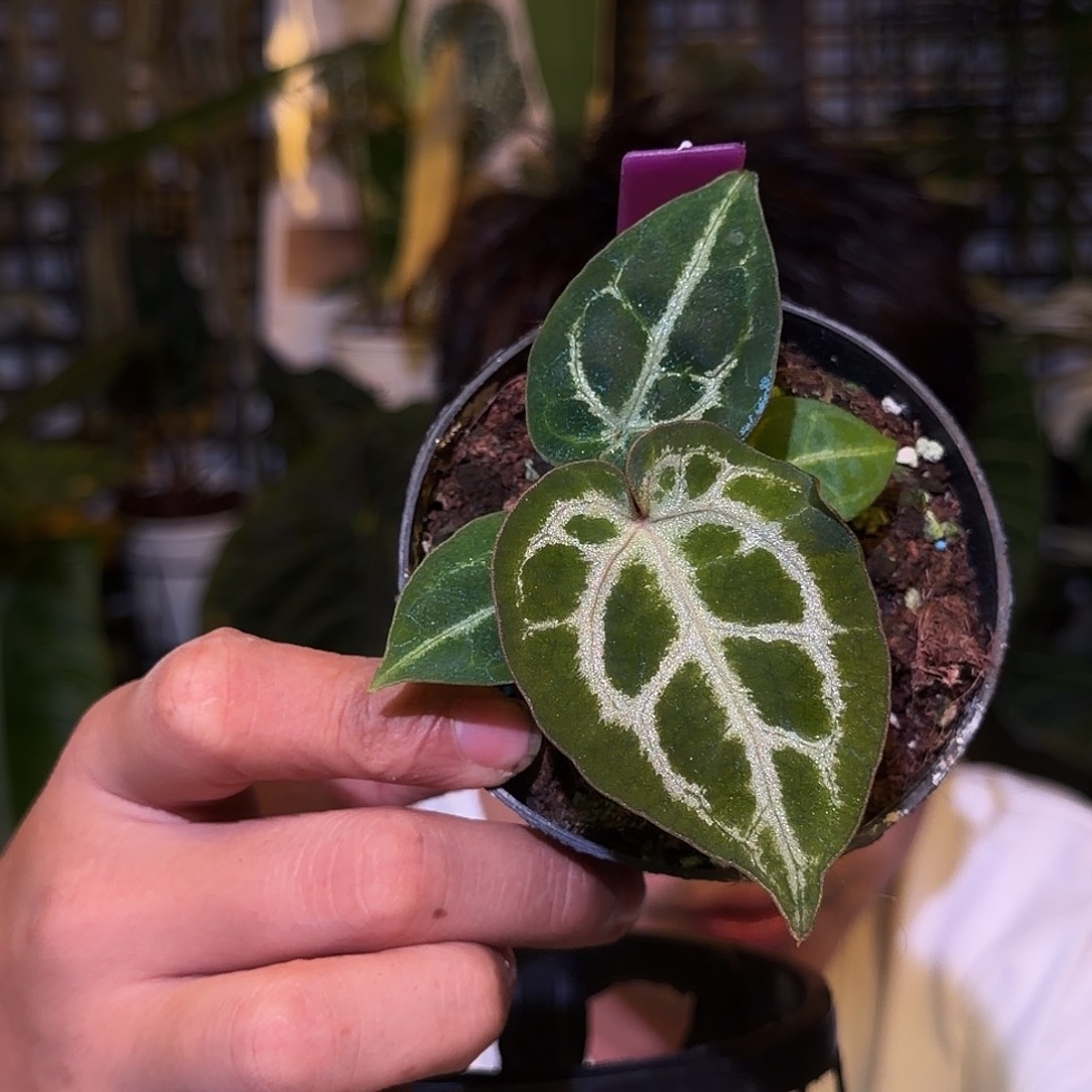 完全开放F257安吉拉杂银虎