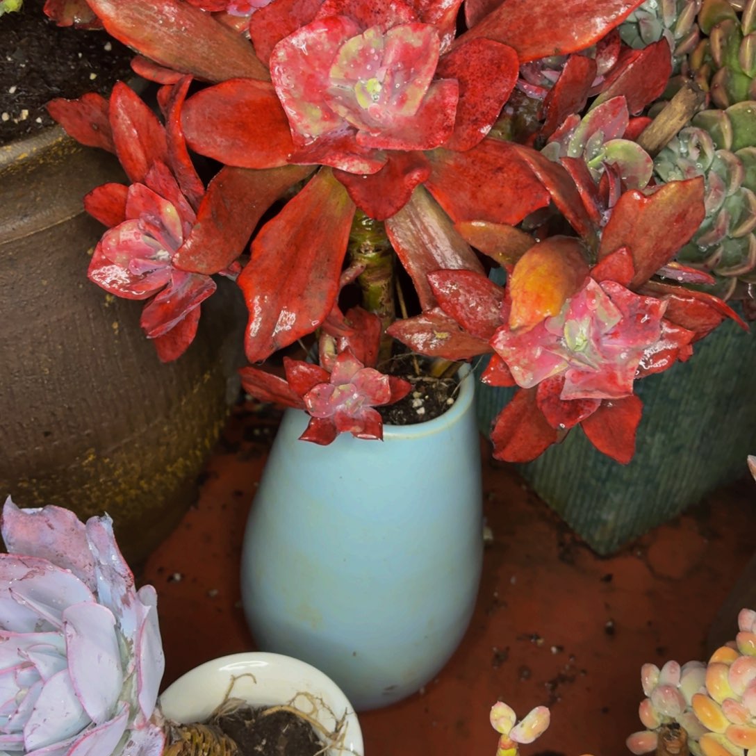 至***童老桩精品钻石锦老桩