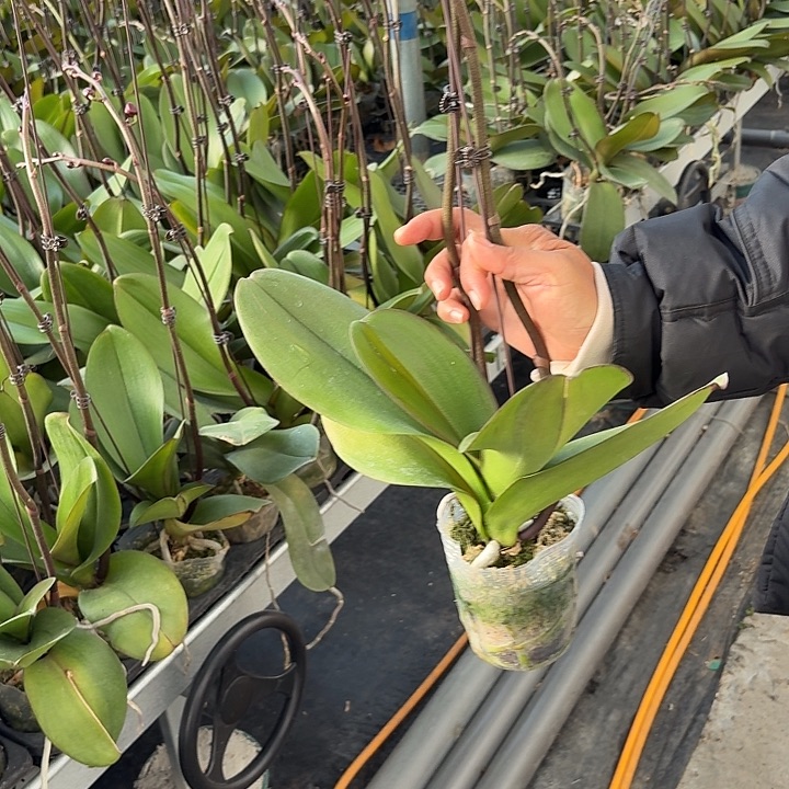 蓝***莓无花朵光芒一颗一物一拍