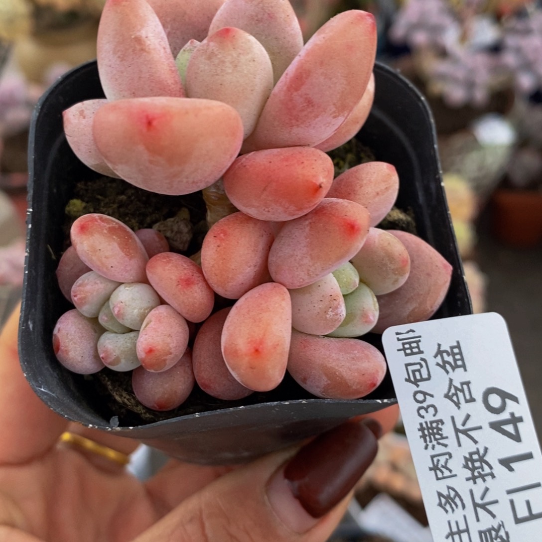 樱花洛神149/5c m