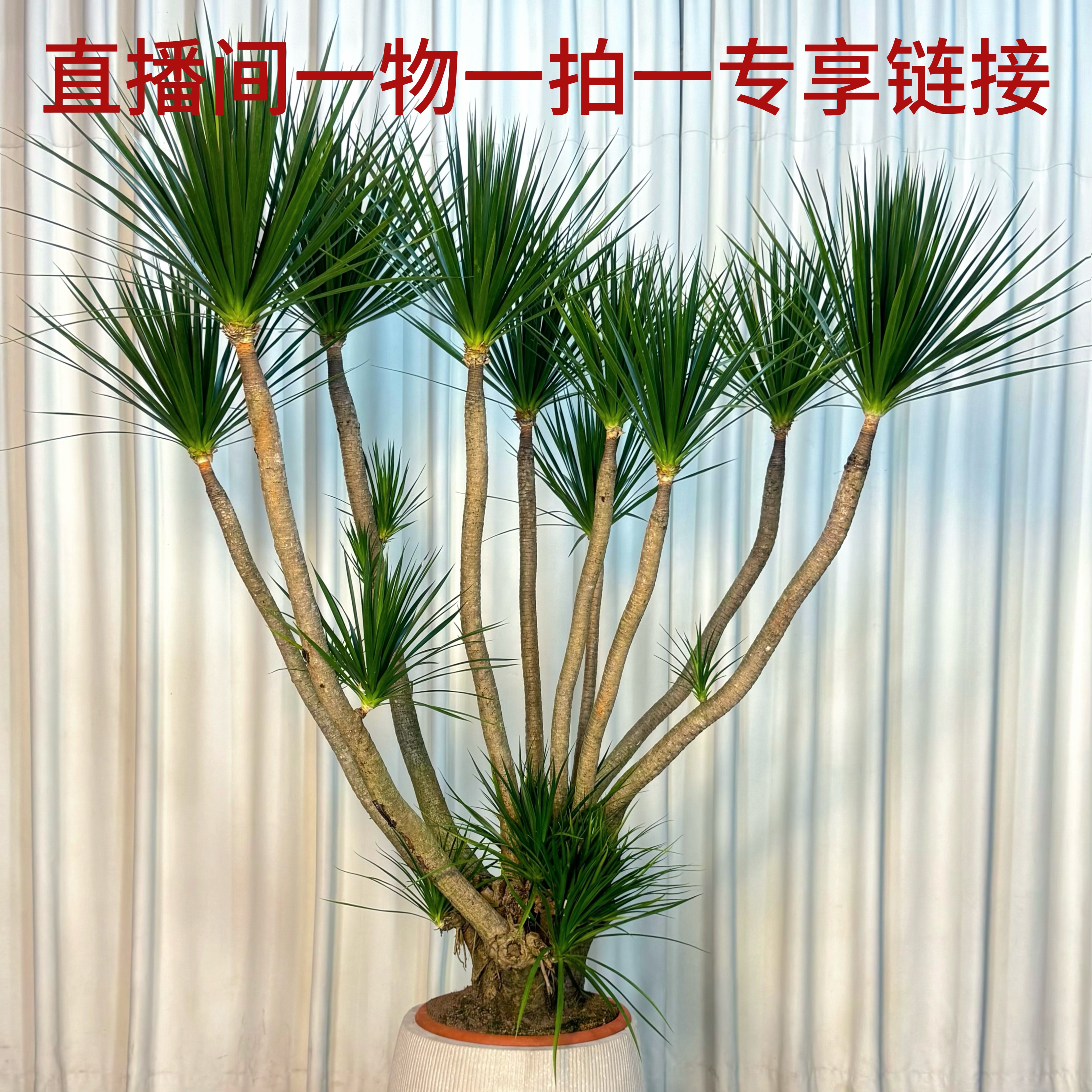 直播间一物一拍大型落地绿植专拍