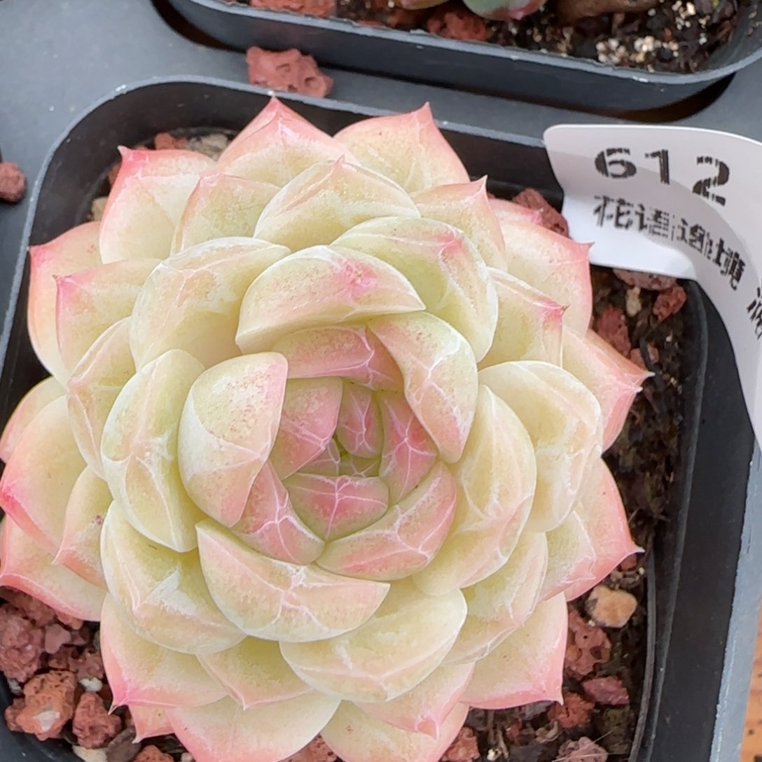 花语逸镜0214-612