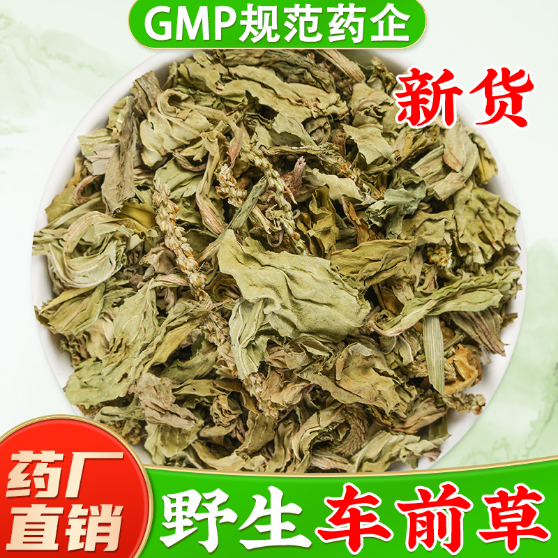 野生车前草中药材正品旗舰店猫爪草车钱草作用新鲜干货车前草泡茶