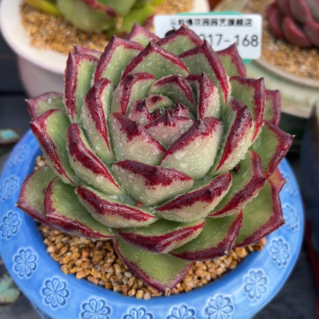 从前慢多肉精选编号0217.168