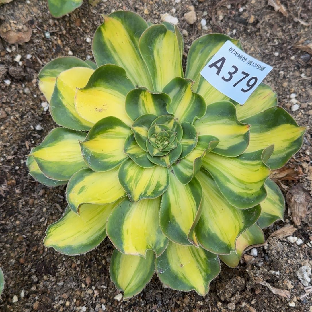 379暴君多肉植物