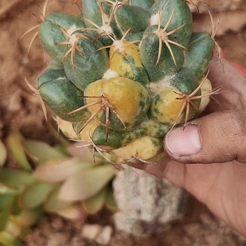 象牙锦无根母本超值