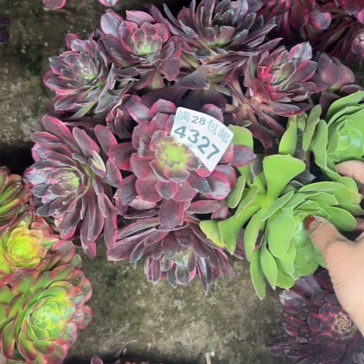 4327辉姑娘多肉植物