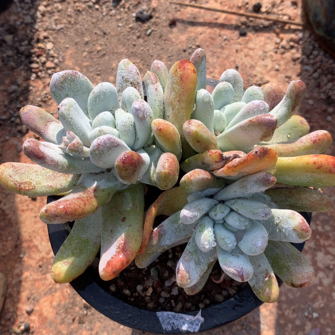 拇指，多肉植物啦啦啦