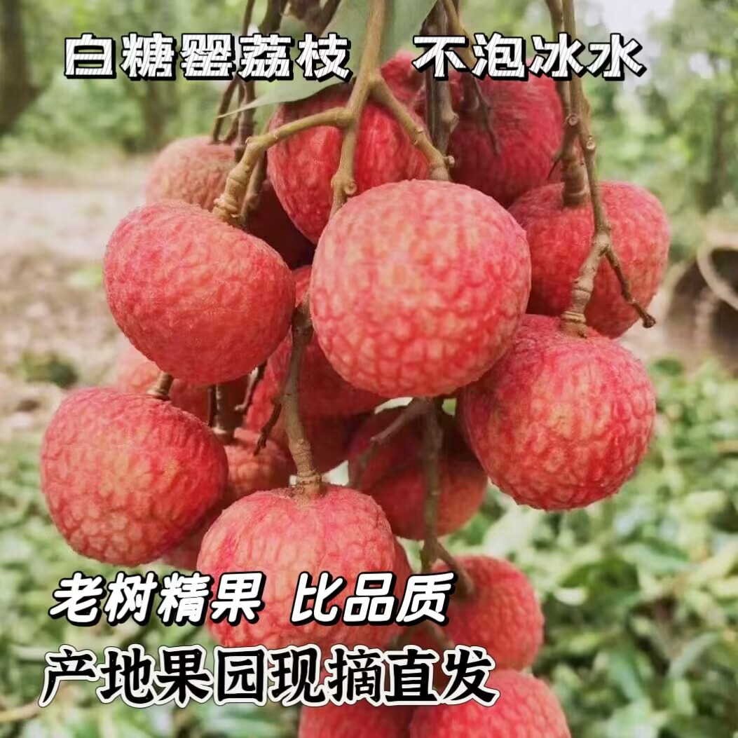 正宗岭南白糖罂荔枝新鲜水果当季纯甜现摘发水果5斤京东整箱包邮