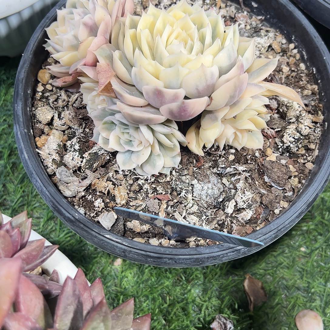 昂斯洛锦多肉植物