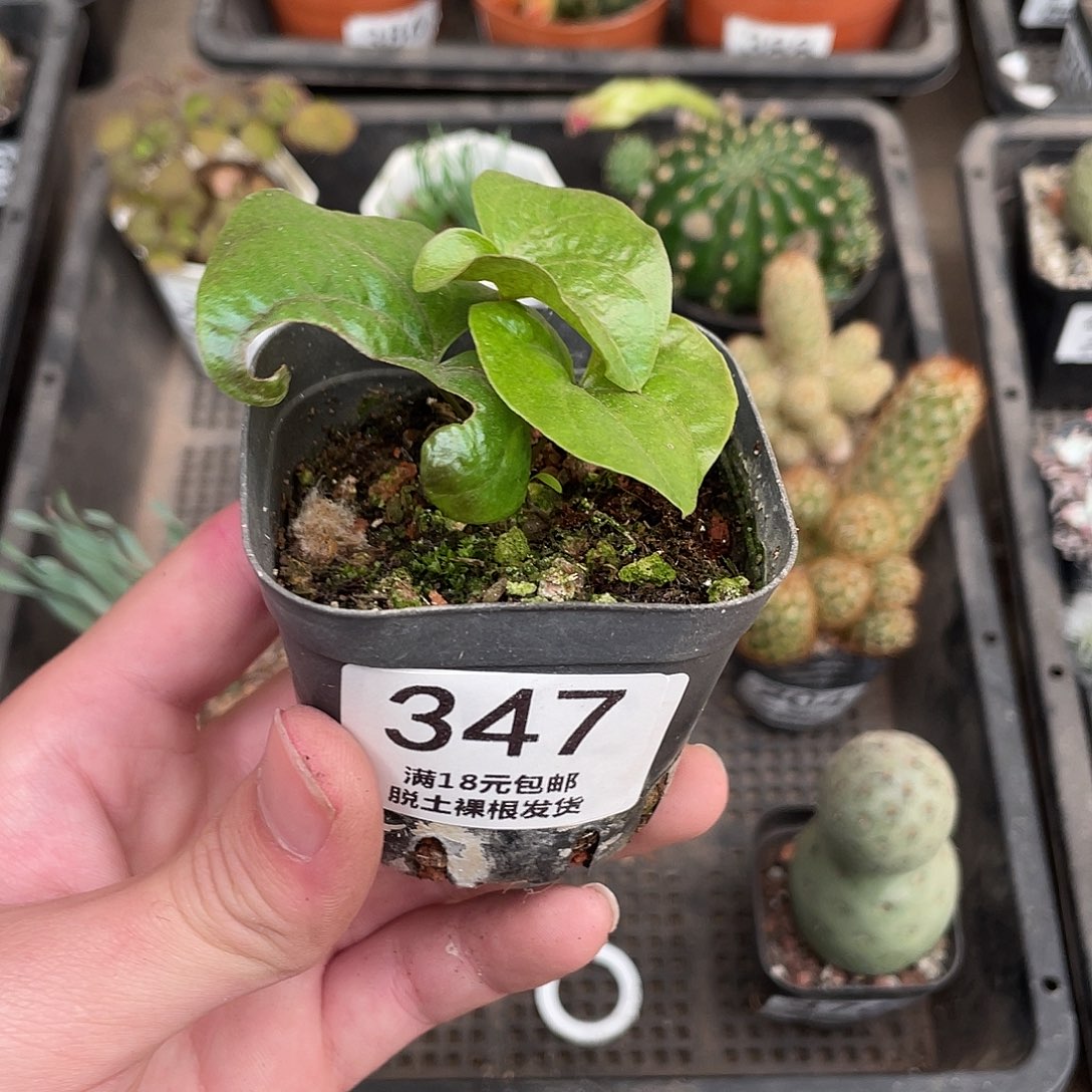 347龟甲龙（满18包邮）
