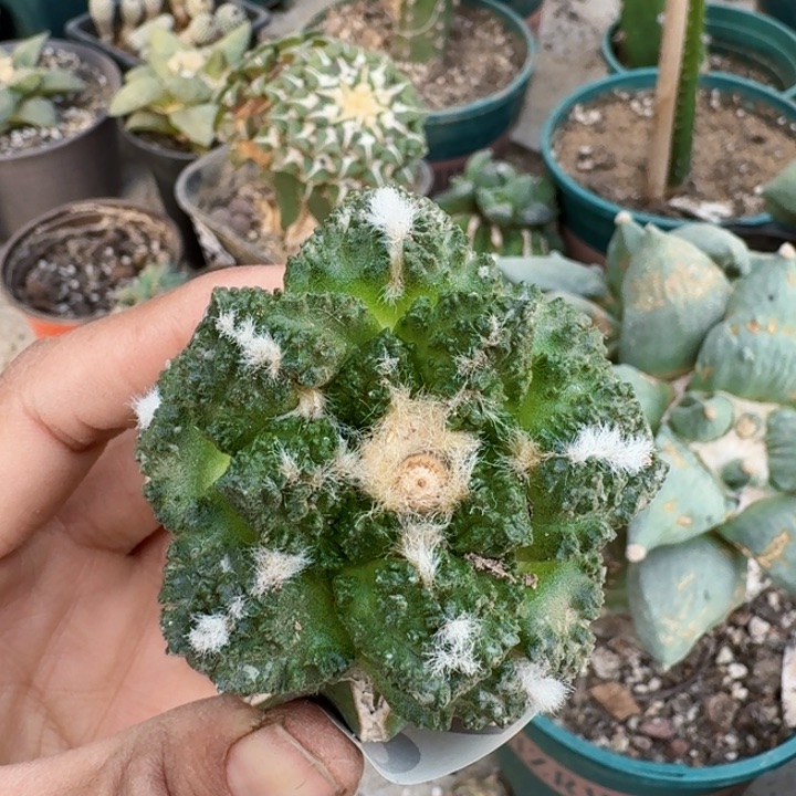 270龟甲牡丹仙人球