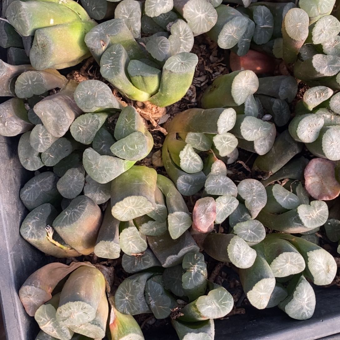 606 一颗实生大窗万象 挑大的发货