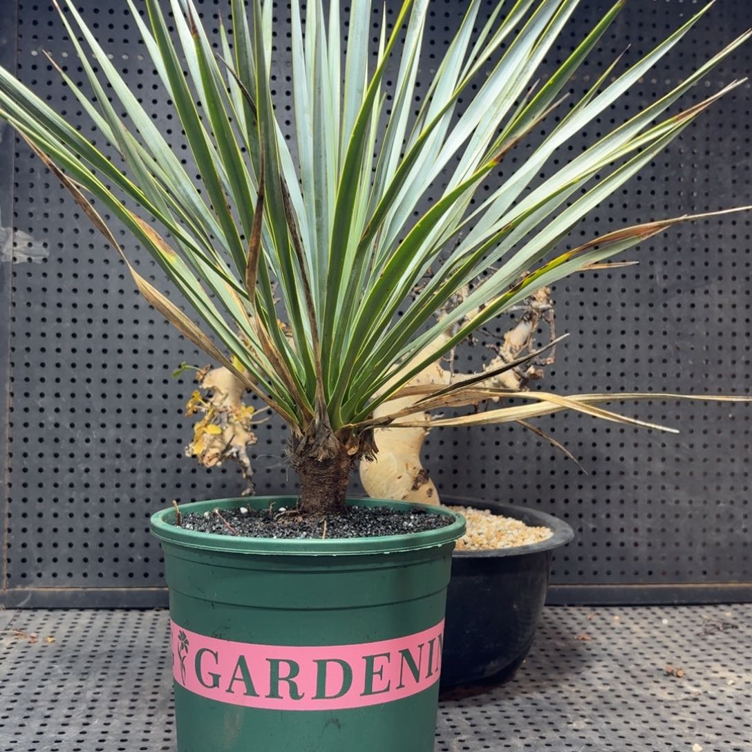 稻草人66666666666666666666666