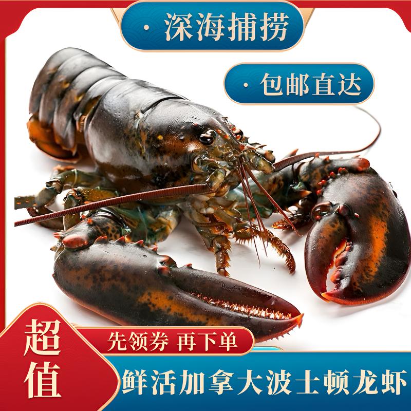 鲜活直达的深海特大波龙龙虾海鲜中秋节送礼宴请1-10斤一只包邮