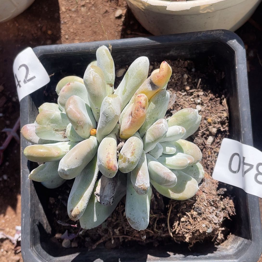 拇指三头老桩多头5340