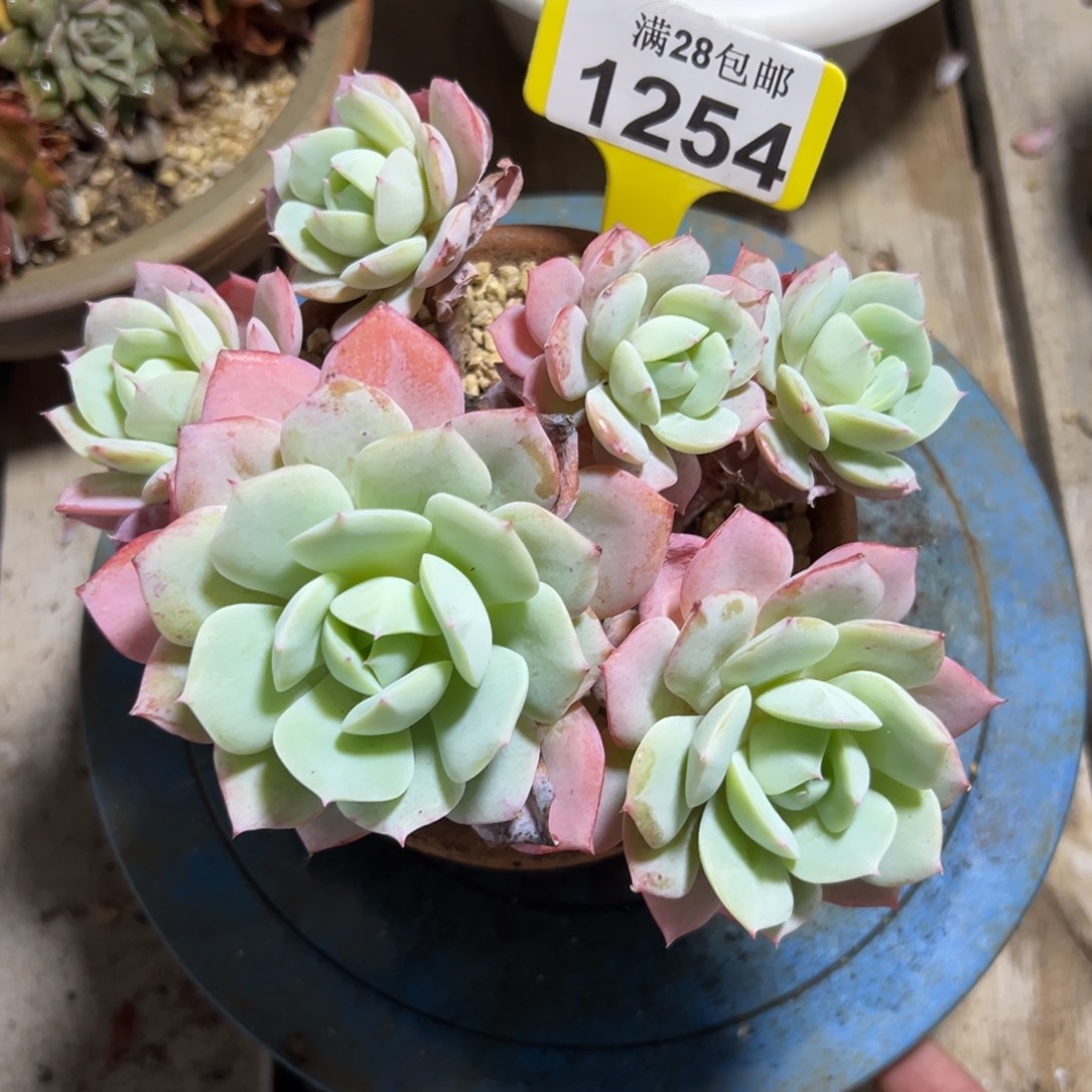 1254恋曲，冠服18公分