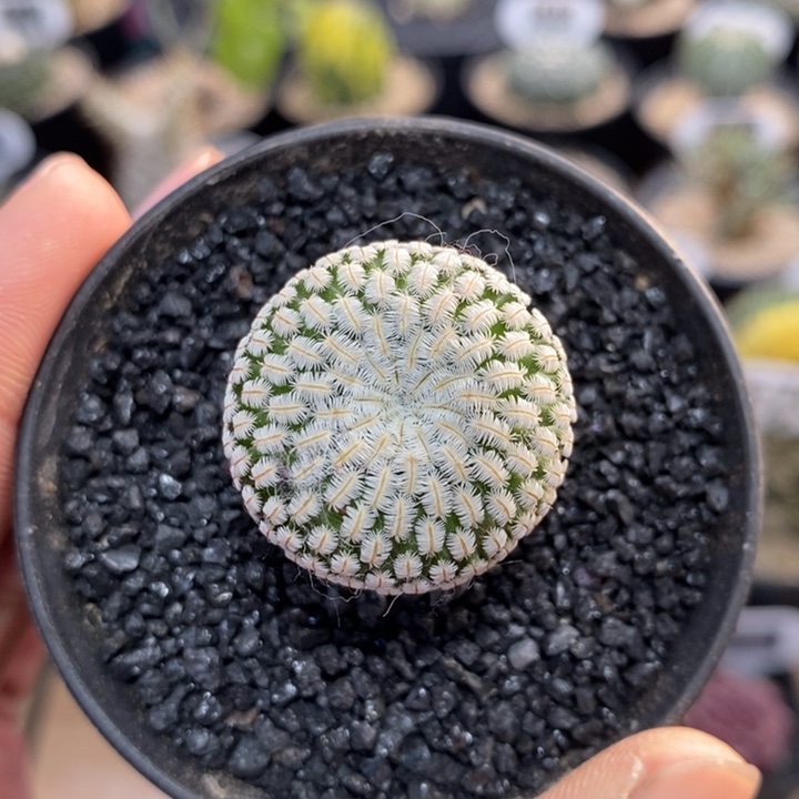 实生白斜子8号2.7cm